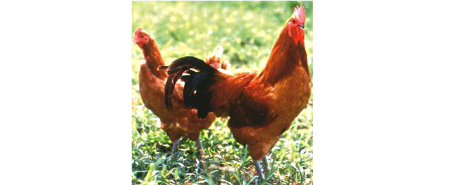 錦爽名古屋コーチン